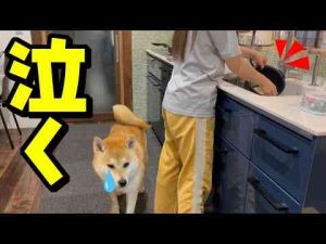犬動画 | 娘が料理をしたら、まさかの柴犬が泣き出す事態に…【YouTubeおすすめ】