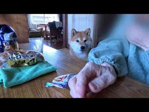 犬動画 | 母親が栄養補助食品を食べ始めると無言で出現するココさん【YouTubeおすすめ】
