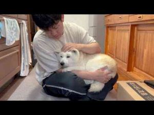 犬動画 | 病院フルコース治療、頑張りぬいた柴犬。【YouTubeおすすめ】
