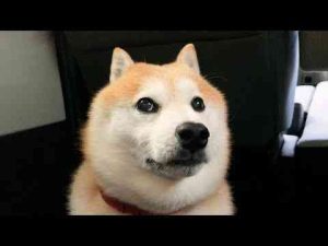 犬動画 | 車が一向に出発しない中、隣に座る飼い主を徐々に疑い始め、確信に変わっていく柴犬【YouTubeおすすめ】