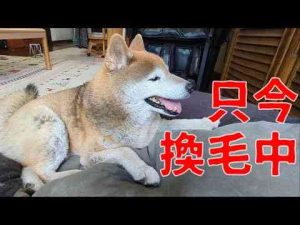 犬動画 | 【993】今シーズン初ブラッシング【YouTubeおすすめ】