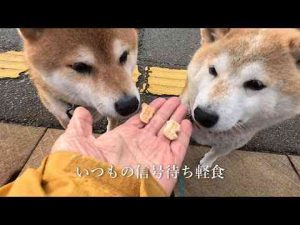 犬動画 | ふたつ出しても ひとつづつ仲良く はんぶんこ する親子柴【YouTubeおすすめ】