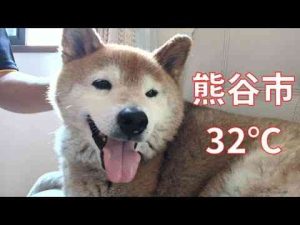 犬動画 | 【994】なんと！真夏日【YouTubeおすすめ】