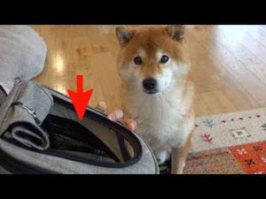 犬動画 | 新しい家族となった猫！柴犬とルームツアーしたら優しい現象が起きました。【YouTubeおすすめ】