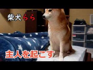 犬動画 | 主人を起こす【YouTubeおすすめ】