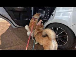 犬動画 | 姪っ子ちゃんとのお別れを名残惜しそうに見送る柴犬の皆さん【YouTubeおすすめ】