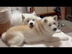 犬動画 | 母２度目の手術へ、健気に帰りを待ち続ける愛犬たち【YouTubeおすすめ】