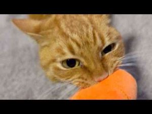 犬動画 | るなは食いしん坊　Luna ate the carrot!【YouTubeおすすめ】