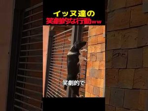 イッヌ達の笑劇的な行動ww　#犬 #犬のいる生活 #笑える #犬のいる暮らし #元気になる動画 – わんわんパニック