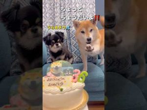 かわいいケーキでお祝い#柴犬 #チワワ #shorts – わんわんパニック