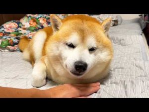 眠そうな柴犬のあごモフの下に手を差しこんで待機していると・・・ – わんわんパニック