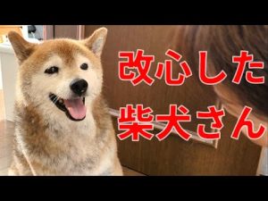 【1036】ボール遊びも出来ますよ！ – わんわんパニック