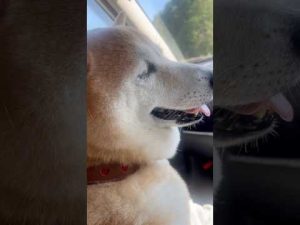 柴犬福 姉にドライブ中に褒められる柴犬Shiba-drive#姉と柴 #shorts #funny #funnydog #shibainu #dogshorts #柴犬 #시바견 – わんわんパニック