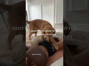 coming home to my golden retriever #puppy #goldenretreiver #dogbreed #happypuppy #bestpuppy #pets – わんわんパニック
