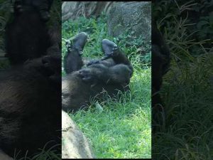 gorilla fun playing  #gorillatag #金剛猩猩 #taipeizoo #台北市立動物園 #zoo #shorts – わんわんパニック