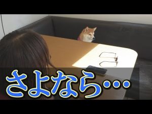 柴犬達にとって、辛すぎる別れがありました・・・ – わんわんパニック