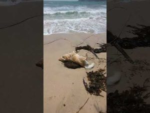 久しぶりの海で遊び方忘れちゃった大型犬 #ゴールデンレトリバー子犬 #大型犬のいる生活 – わんわんパニック