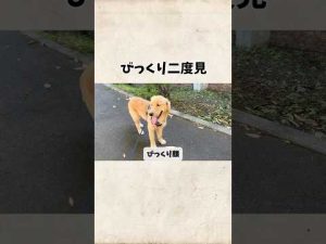 二度見#goldenretreiver #ゴールデンレトリバー – わんわんパニック