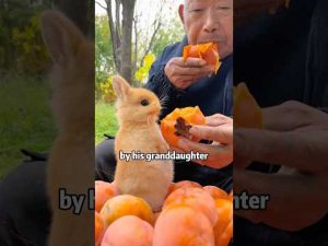 👴🐰 