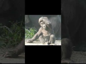 #gorilla Iriki 11y1m old mom & son Ringo 9m old.Taipei Zoo #shorts 台北市立動物園.R打哈欠 – わんわんパニック