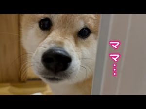 愛犬のせいでゆっくりお風呂に浸かれません… – わんわんパニック