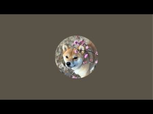 今夜は柴犬小夏のKonachannel がライブ配信中！ – わんわんパニック