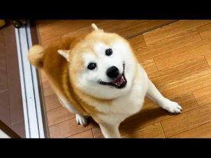 家族と再会すると、決めポーズの時にぱちくりお目目になっている柴犬 – わんわんパニック