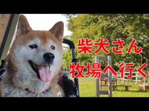 【1037】孫ちゃんが遊びに来ました – わんわんパニック