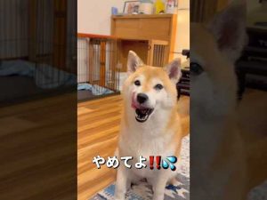 わかりやすい😂#柴犬 #チワワ #shorts – わんわんパニック