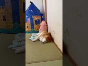 柴犬福 爆睡する柴犬🤣Shiba-Sleep🤣#shorts #funny #funnydog #dogshorts #shibainu #柴犬 #시바견 #癒し – わんわんパニック