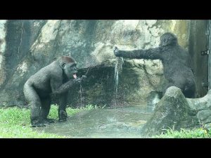 Gorilla Jabali,Ringo enjoy playing w/water fm the hose保育員拿水管噴水金剛猩猩Jabali,Ringo開心玩水,搞笑Jabali好可愛 – わんわんパニック