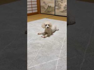 #shorts 久しぶり〜タローちゃん　ただいま〜　トイプードル　2025年7月26日 – わんわんパニック