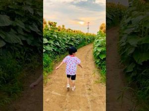 【ひまわりと僕】#sunflower #向日葵 #flowers #shorts #夏 #shorts #youtubeshorts – わんわんパニック