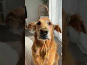 coming home to my golden retriever🤍 #retreiver #dog #puppy #goldenretreivers #dogbreed #puppylove – わんわんパニック