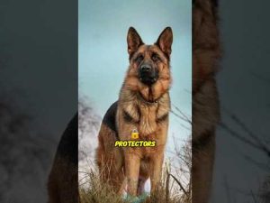 This Is Why German Shepherds Are the Best Home Protectors #shorts #dog #doglove #pets #petlover – わんわんパニック
