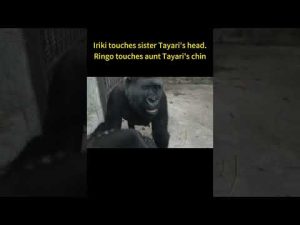 sisterly love.touches head.chin. #gorilla Iriki & son Ringo/Tayari & son Jabali #shorts I摸T頭.R摸下巴。室內 – わんわんパニック