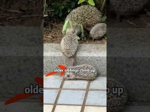 🦔💔 ORPHAN HEDGEHOG ANGEL! 🙏🆘 Woman's TINY SPIKE RESCUE ✨🧤​#animals #rescue #lovestory #shorts – わんわんパニック