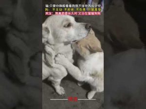 癒やしの猫と犬の面白かわいい瞬間集｜癒し動画2025 – わんわんパニック