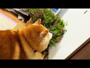 柴犬らんまるがお盆の花で虫に挨拶挑戦も制止される微笑ましい瞬間 – わんわんパニック
