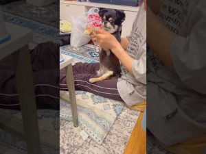 ばぁばとじぃじが愛犬と一緒に過ごす微笑ましい日常動画 – わんわんパニック