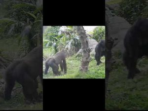 台北動物園で見る親子ゴリラの行動と特徴解説 – わんわんパニック