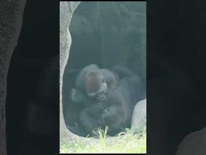 gorilla fun playing 😆 #gorillatag #taipeizoo #金剛猩猩 #台北市立動物園 #zoo – わんわんパニック
