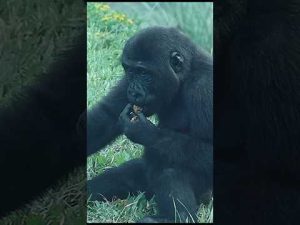 動物園で楽しむゴリラのクルミタイム｜癒し動画で癒やされる瞬間 – わんわんパニック