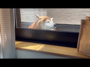 柴犬福ちゃん、9月も天サロを楽しむ！ユーモラスな日常を紹介 – わんわんパニック
