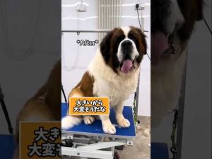 癒やしと笑いを届けるセントバーナード動画5選｜仕事疲れを癒す大型犬の魅力 – わんわんパニック