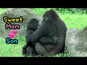 【台湾動物園】ゴリラ親子の愛らしい交流シーンを紹介 – わんわんパニック