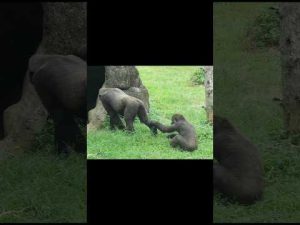 台北動物園のゴリラと母親の癒し映像｜笑いと癒しの瞬間を楽しもう – わんわんパニック