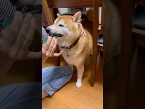 柴犬福の歯磨き嫌がる姿が可愛い！笑える柴犬動画集 – わんわんパニック