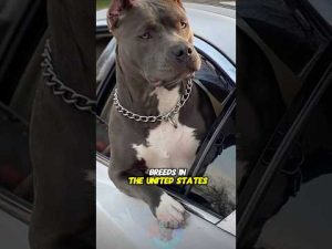 アメリカのおすすめ高級犬種トップ4 enて詳しく解説 – わんわんパニック