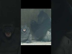 台北動物園の金剛猩猩が見せるかわいい遊び動画 – わんわんパニック